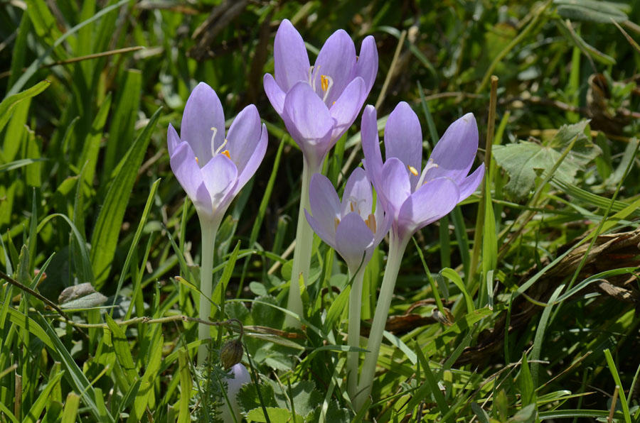 Colchicum cfr. autumnale
